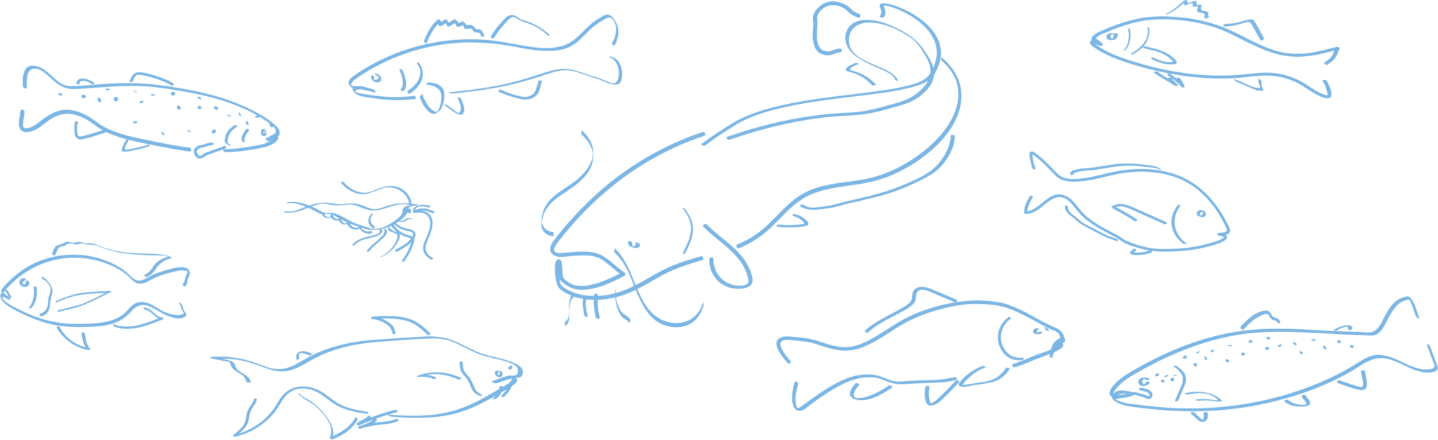 aqaculture-welfare-standards-initiative